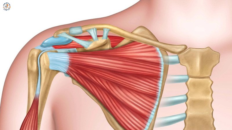 Dây chằng khớp vai