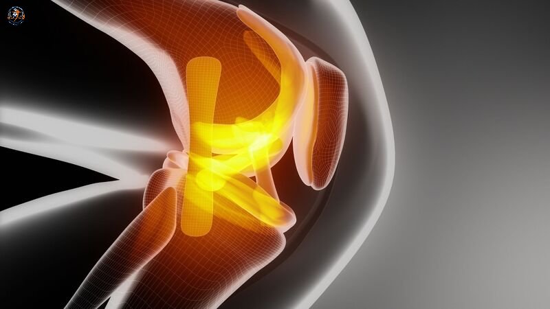 Dây chằng xuất hiện ở hầu hết các khớp của cơ thể