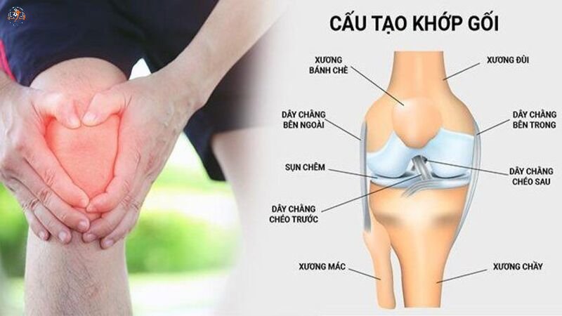 Minh họa cấu tạo của dây chằng ở khớp gối